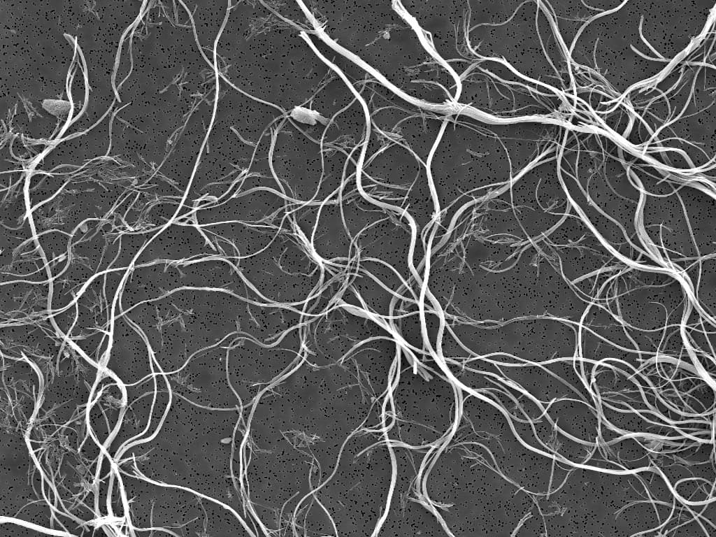 Scanning electron micrograph of chrysotile asbestos showing curly, flexible serpentine fibers